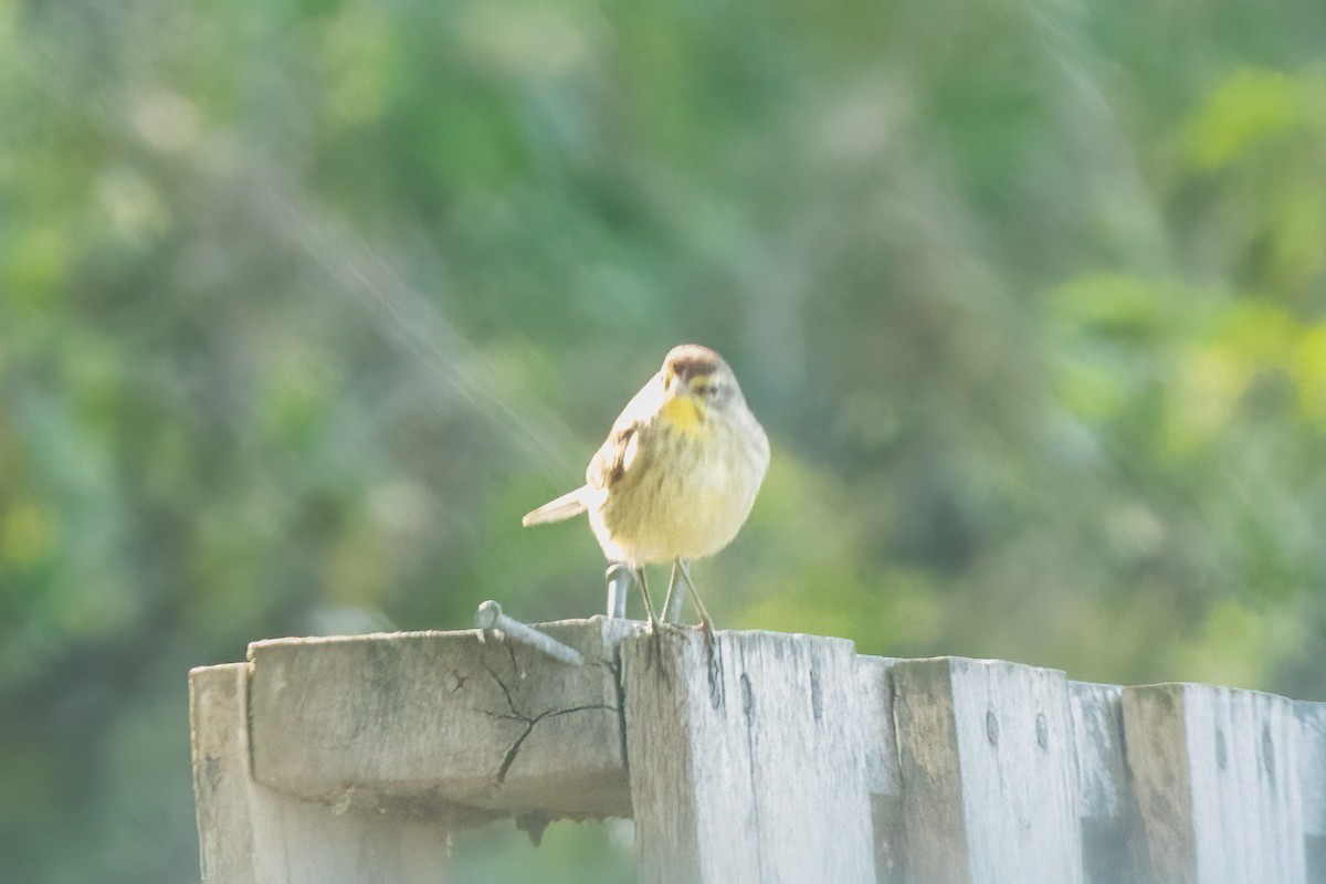 Palm Warbler - ML548591891