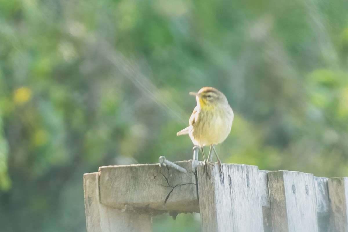 Palm Warbler - ML548591901