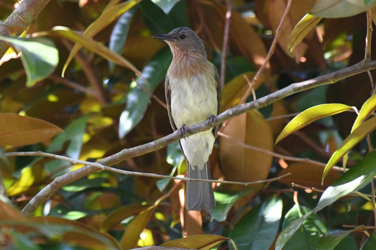 Philippine Bulbul - ML548591931