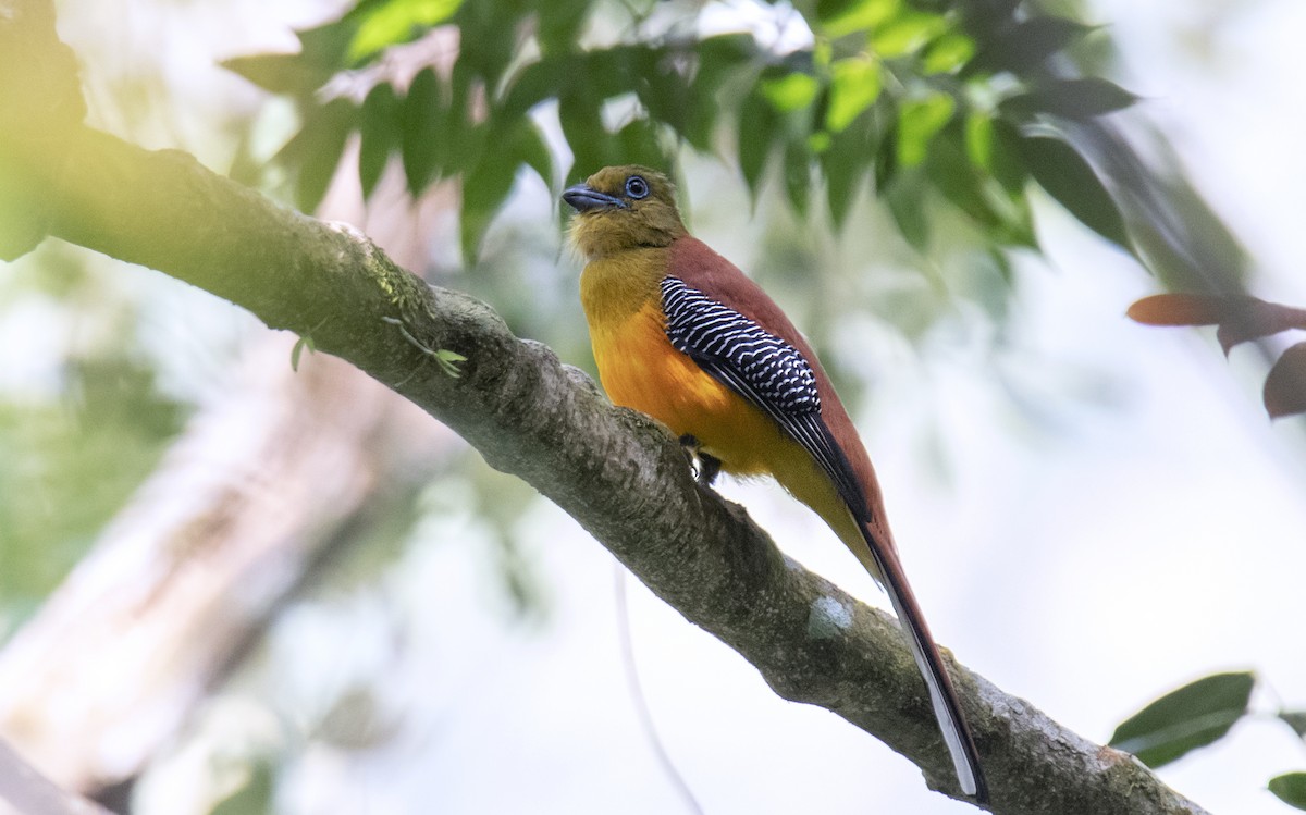 Trogon à poitrine jaune - ML548592081