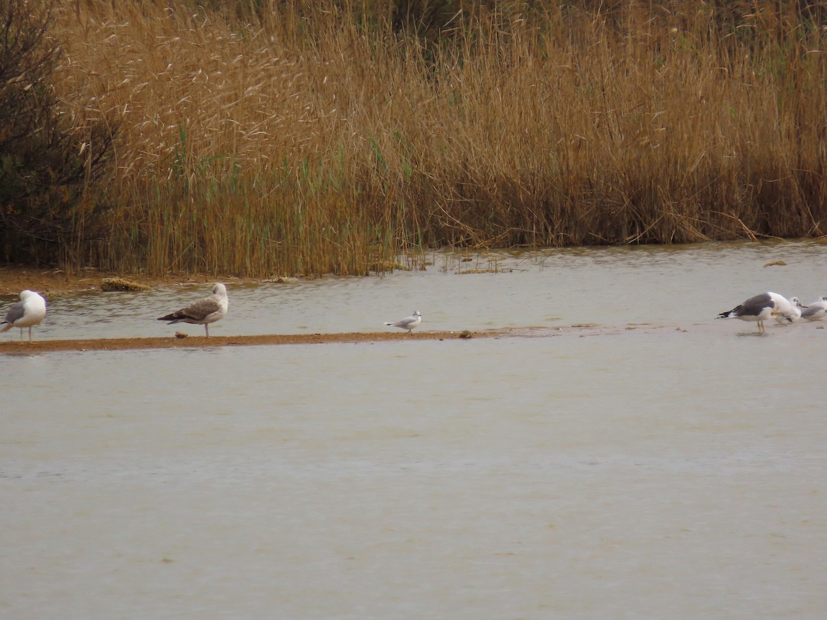 Little Gull - ML548592301