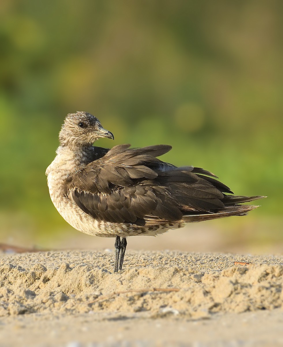 Parasitic Jaeger - Mohan C P