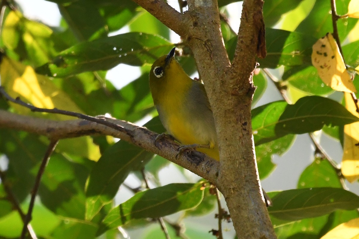 Everett's White-eye - ML548592651