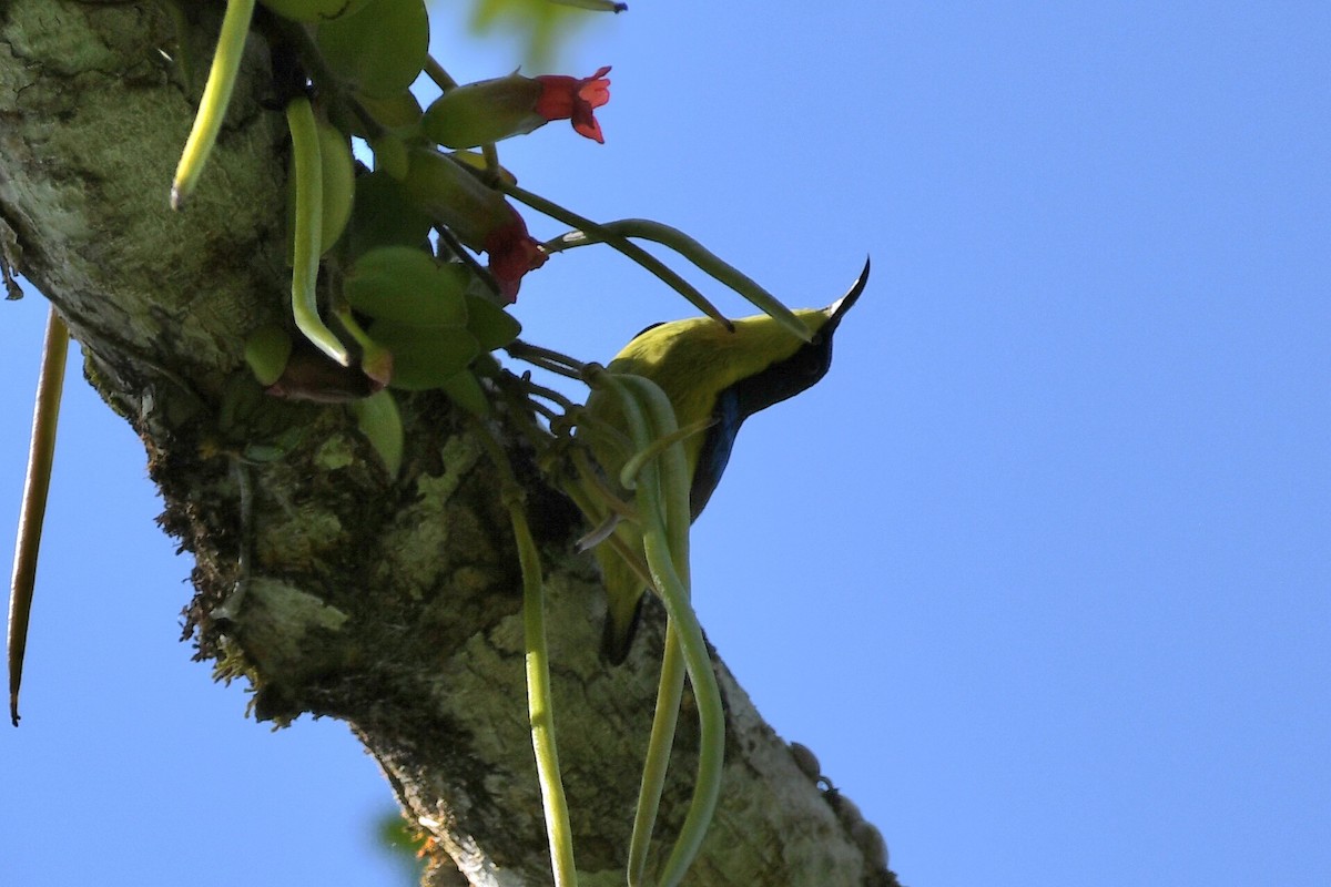 Metallic-winged Sunbird (Southern) - ML548593391