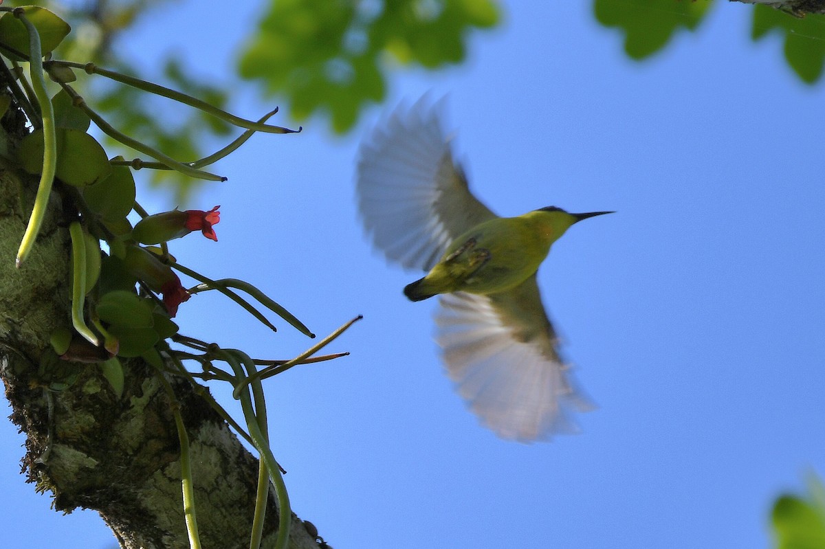 Metallic-winged Sunbird (Southern) - ML548593431