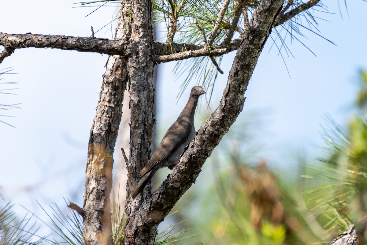 White-crowned Pigeon - ML548593631