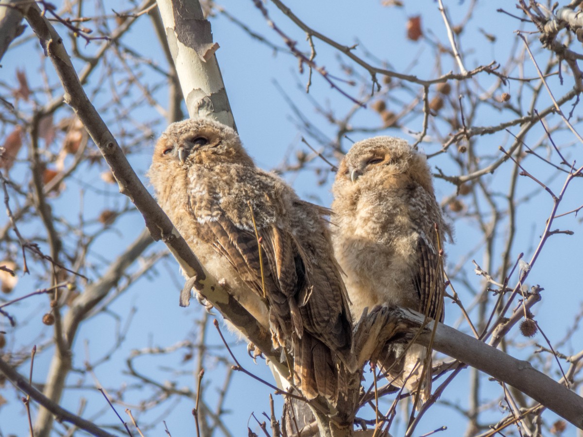 Tawny Owl - ML548593971