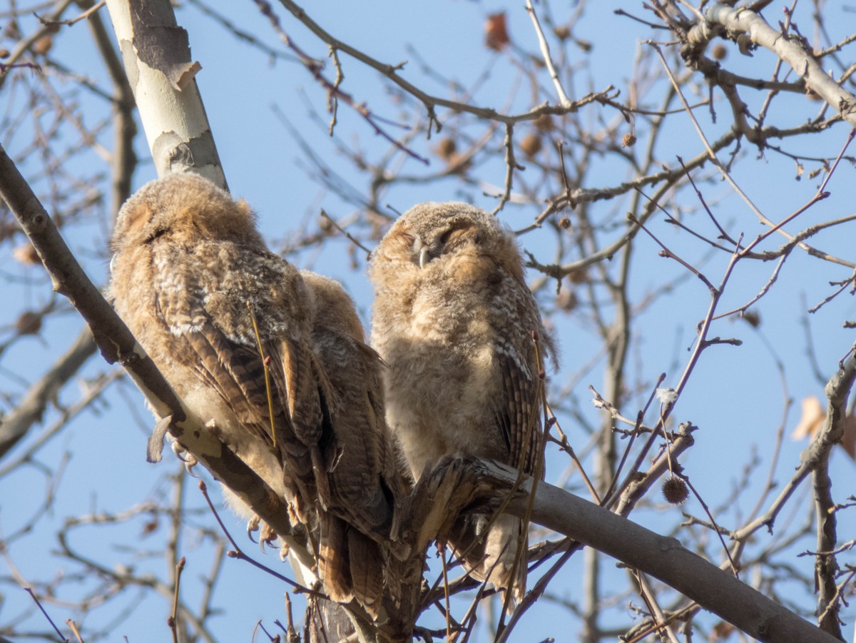 Tawny Owl - Hugo Schlenker