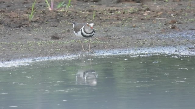 Three-banded Plover - ML548594001