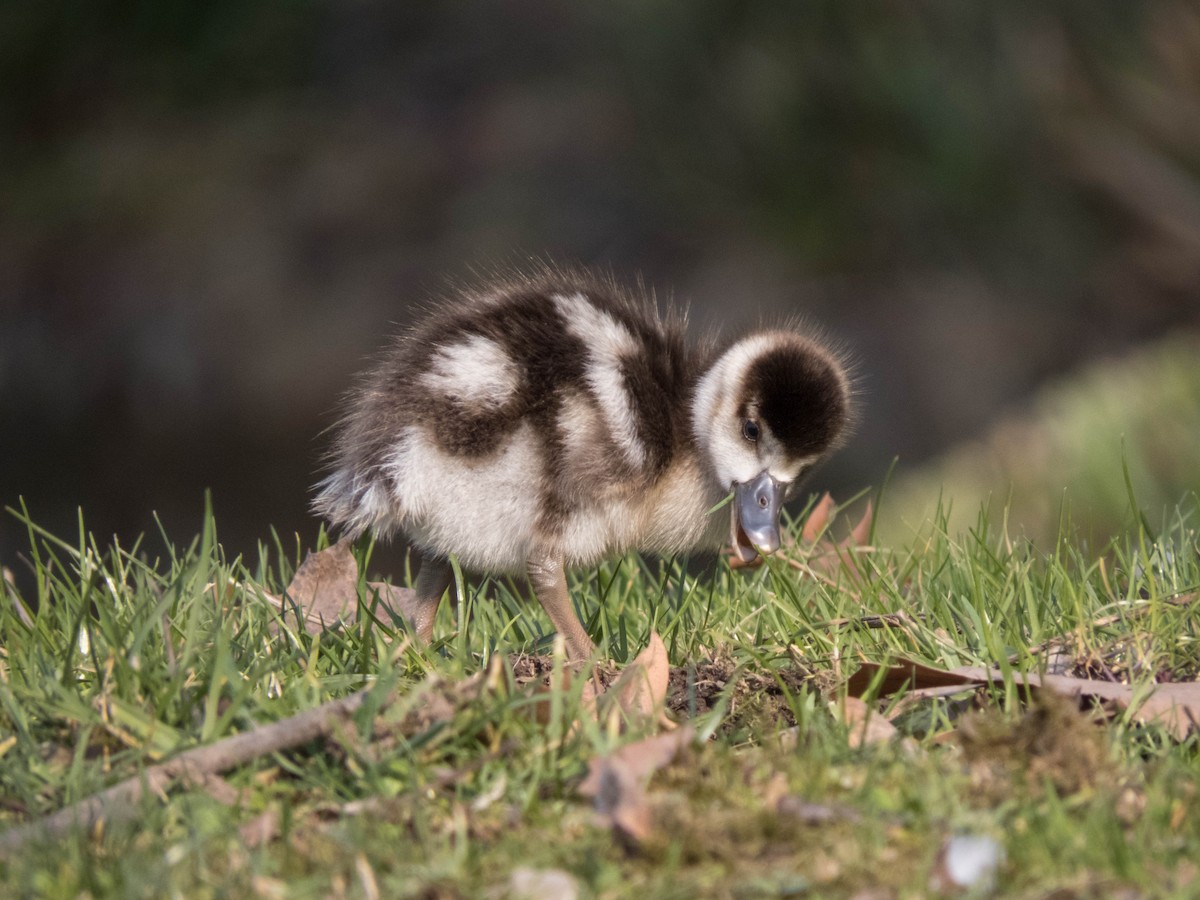 Egyptian Goose - Hugo Schlenker