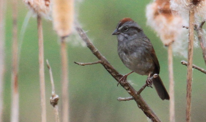 Swamp Sparrow - ML54859531