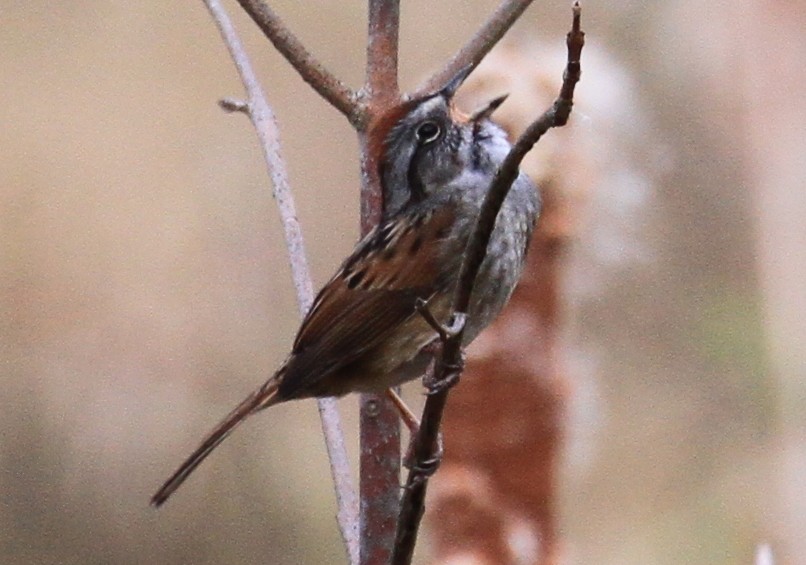 Swamp Sparrow - ML54859561