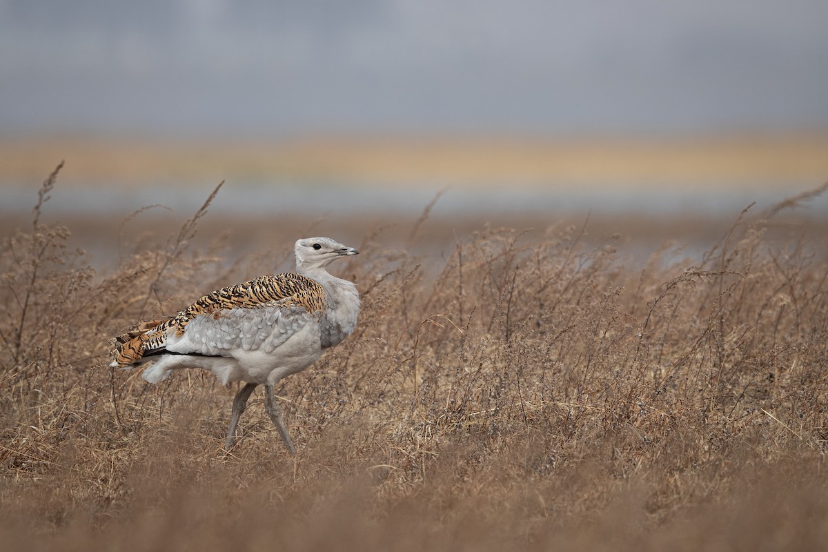 Great Bustard - ML548596031