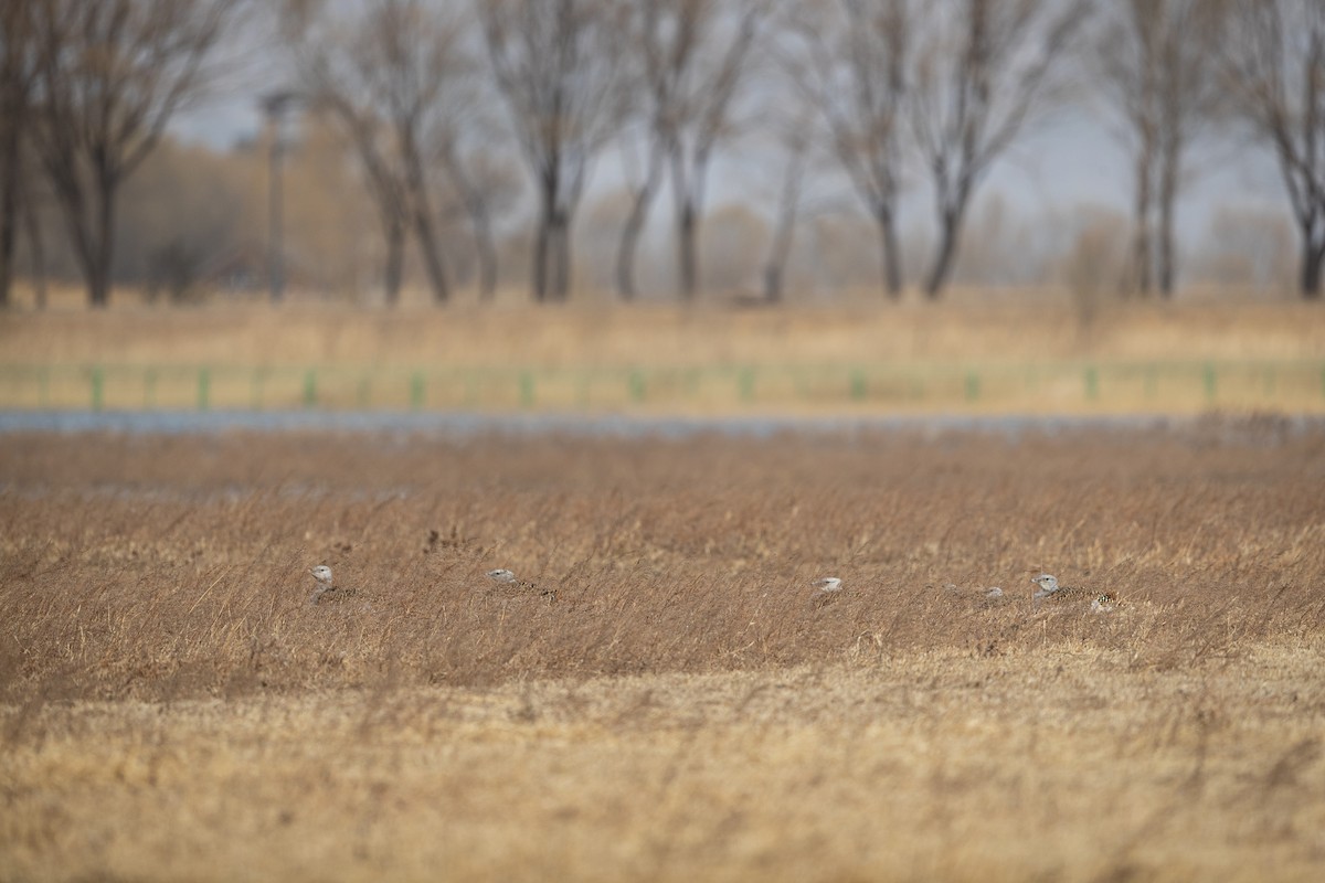 Great Bustard - ML548596101