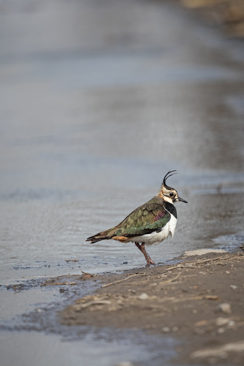 Northern Lapwing - ML548596121