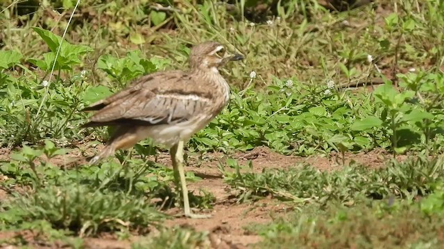 Oedicnème vermiculé - ML548596181