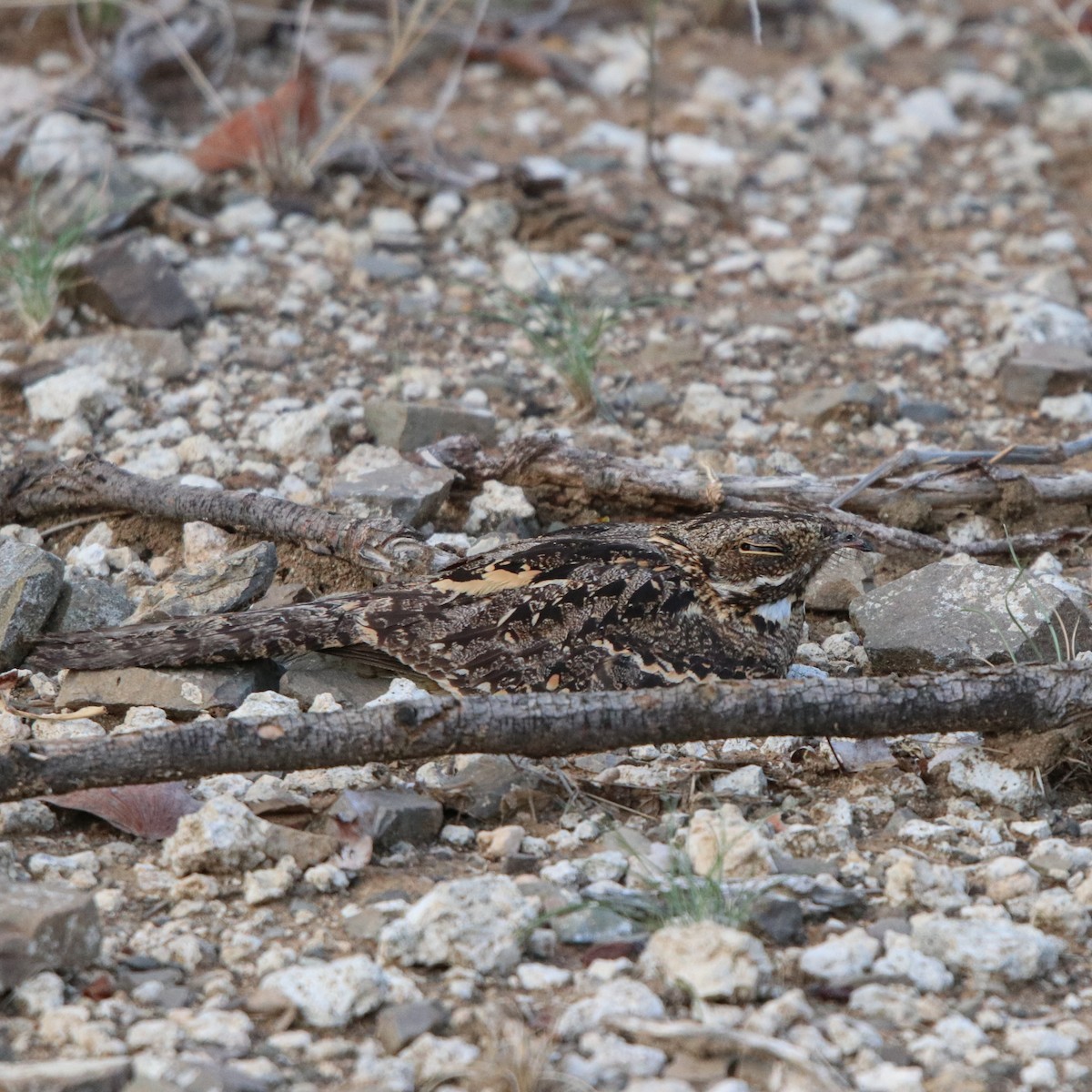 Rufous-cheeked Nightjar - Tom Davies