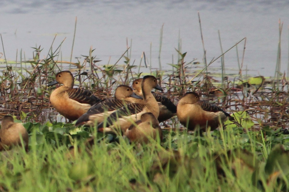 Lesser Whistling-Duck - Anand Chaudhary