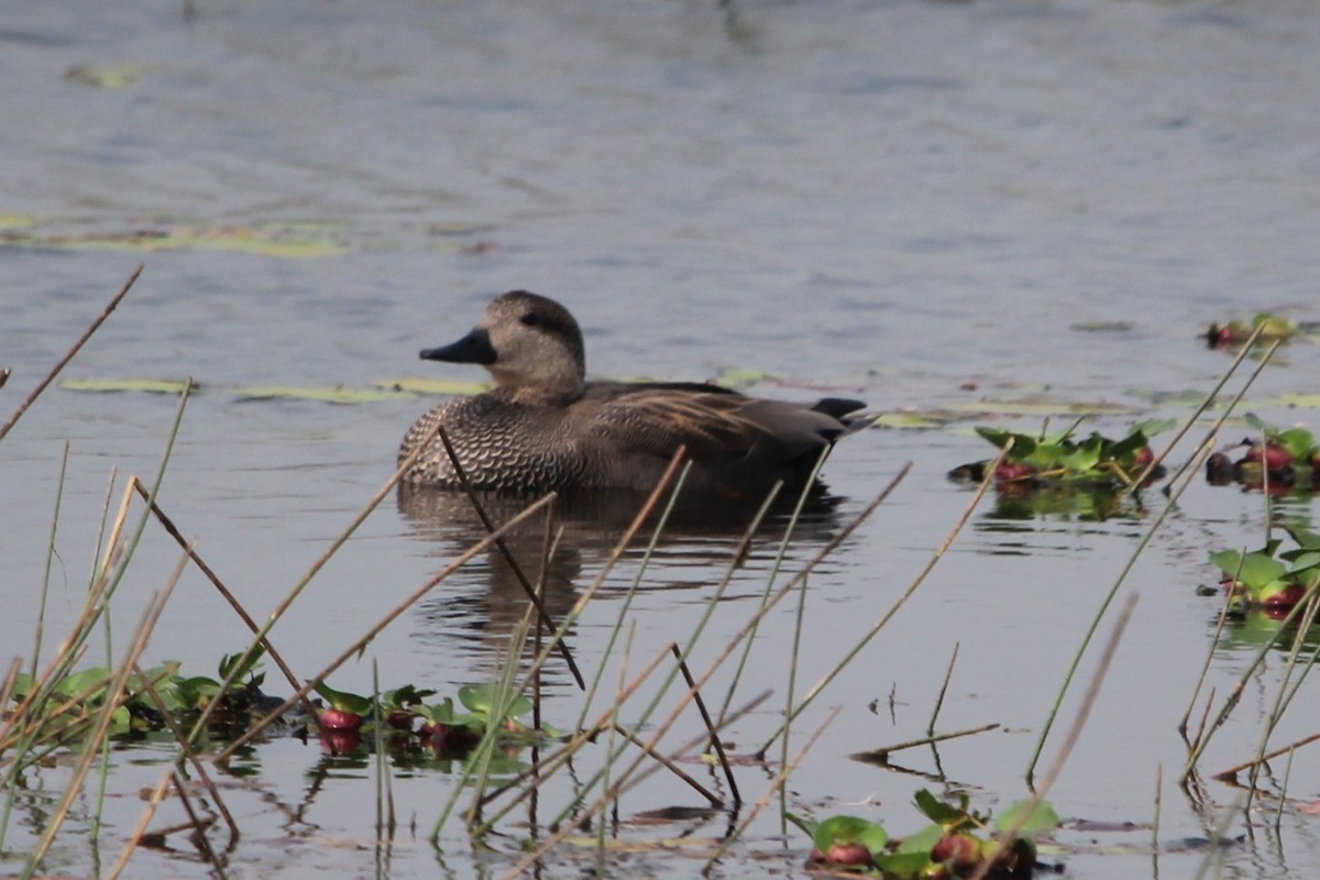 Gadwall - Anand Chaudhary