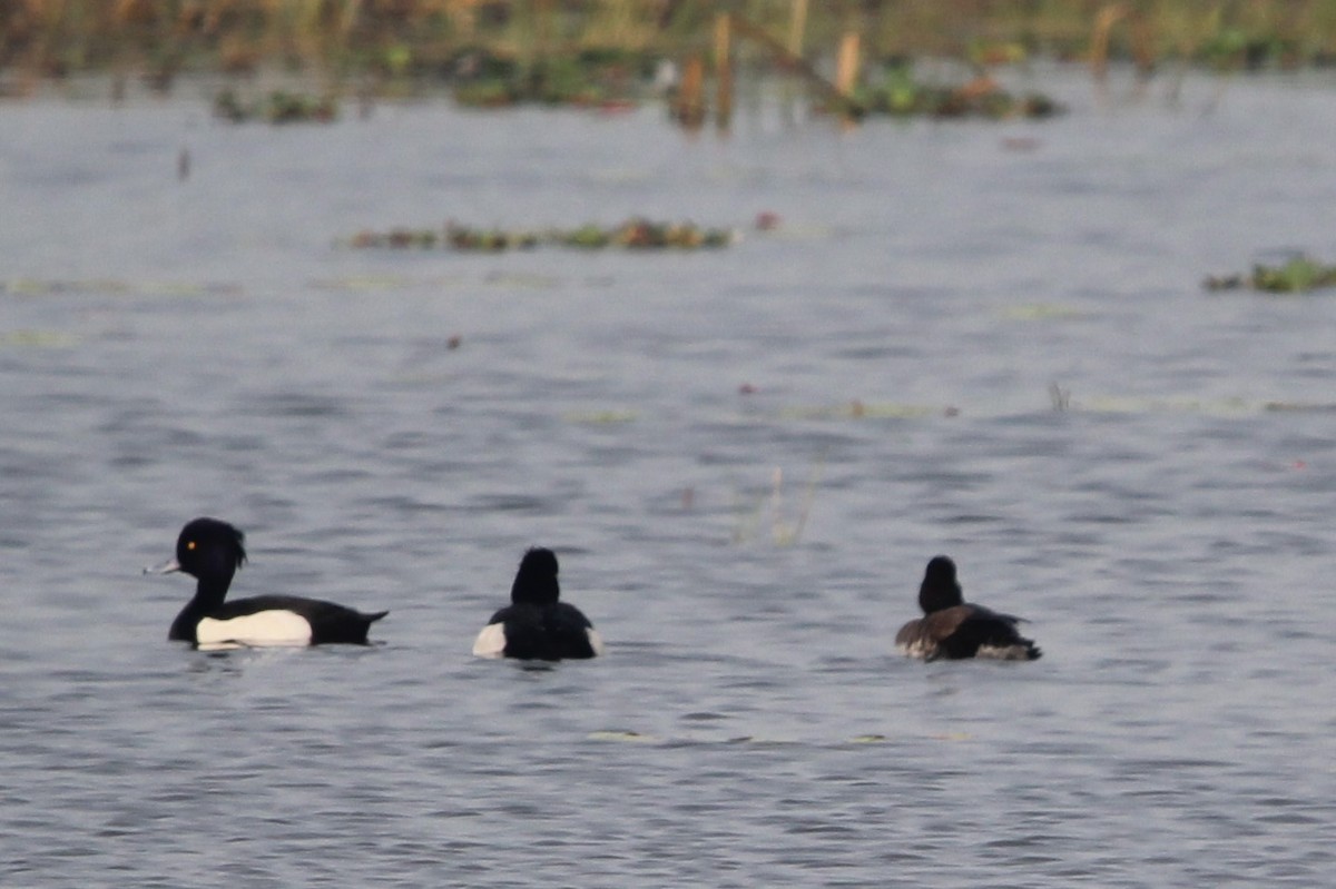 Tufted Duck - Anand Chaudhary