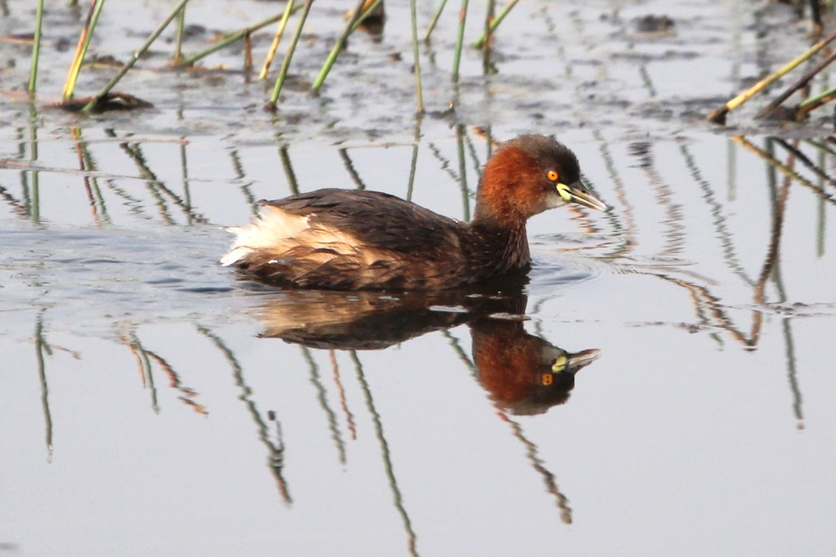 Little Grebe - Anand Chaudhary