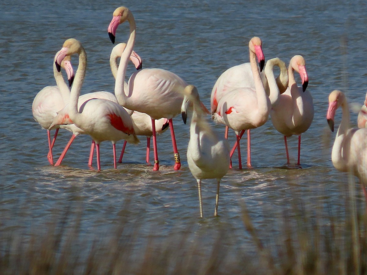 Greater Flamingo - ML548596871