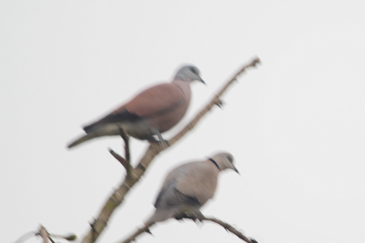 Red Collared-Dove - Anand Chaudhary