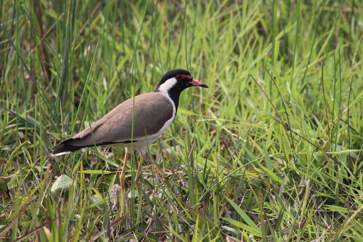Red-wattled Lapwing - Anand Chaudhary