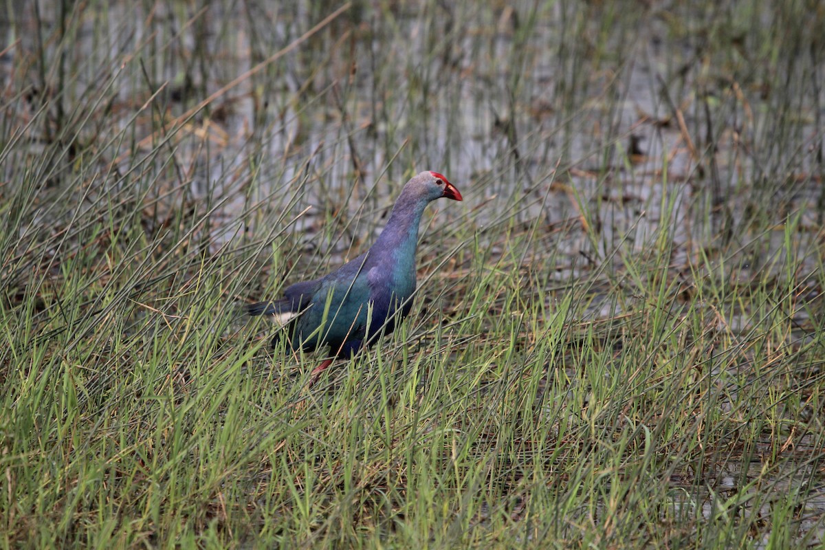 Gray-headed Swamphen - ML548596991