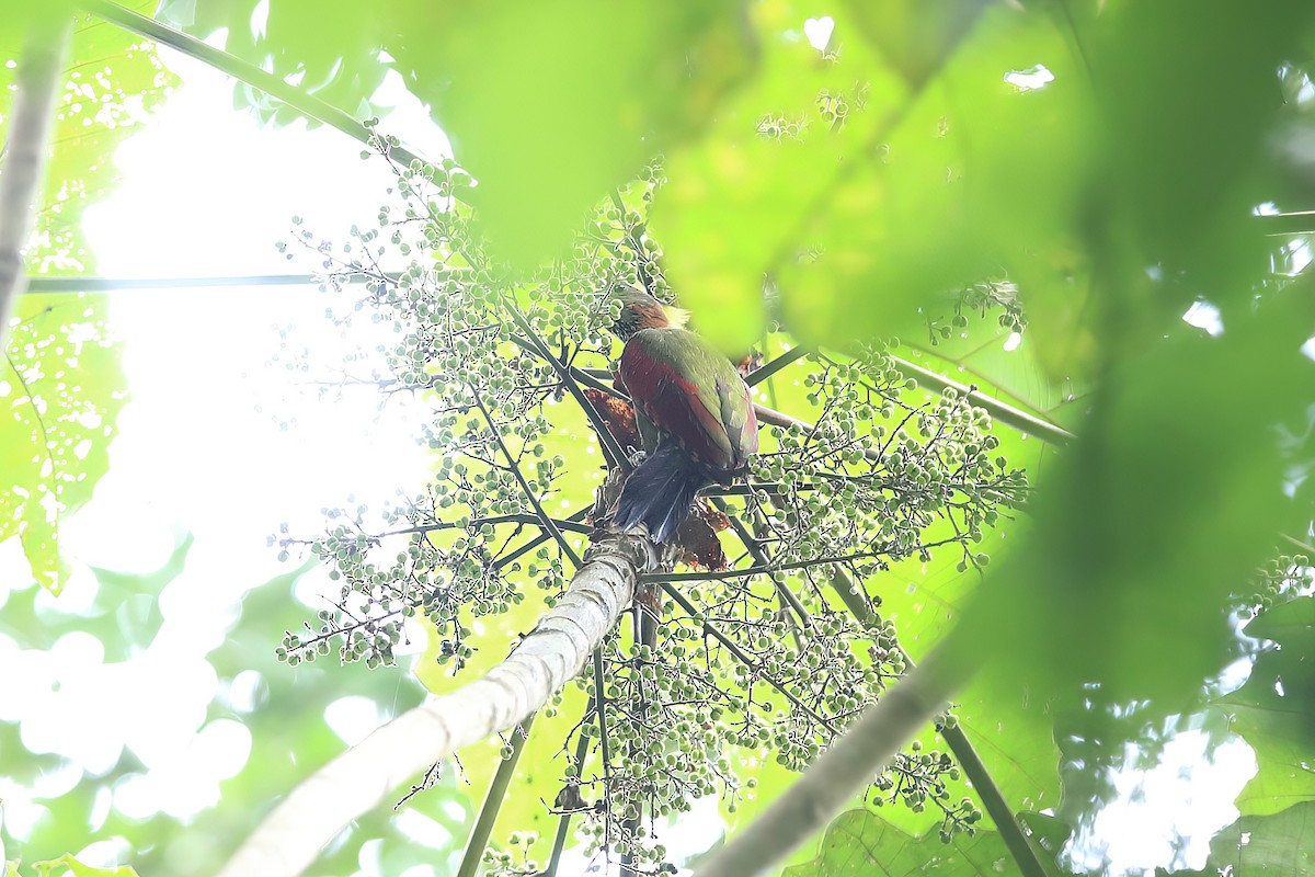 Checker-throated Woodpecker - ML548597181