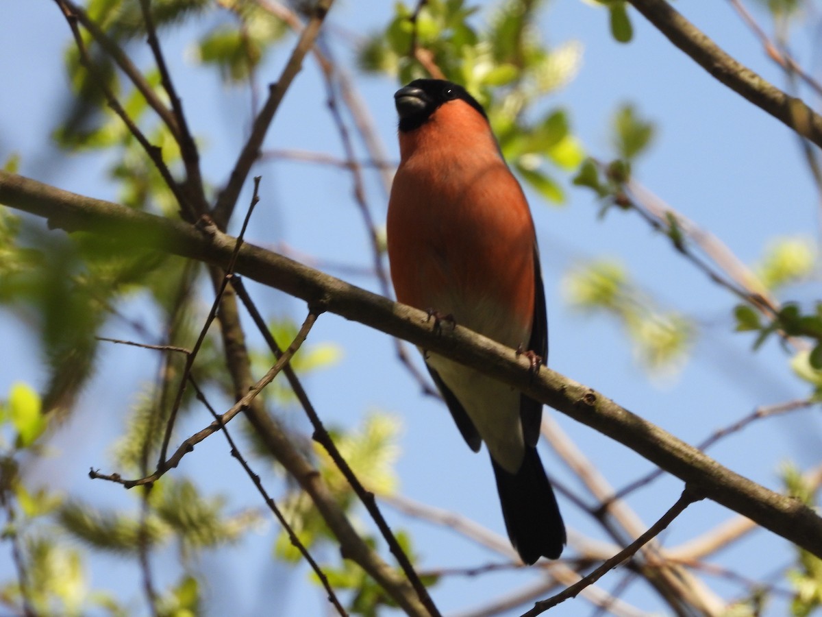 Eurasian Bullfinch - ML548597401