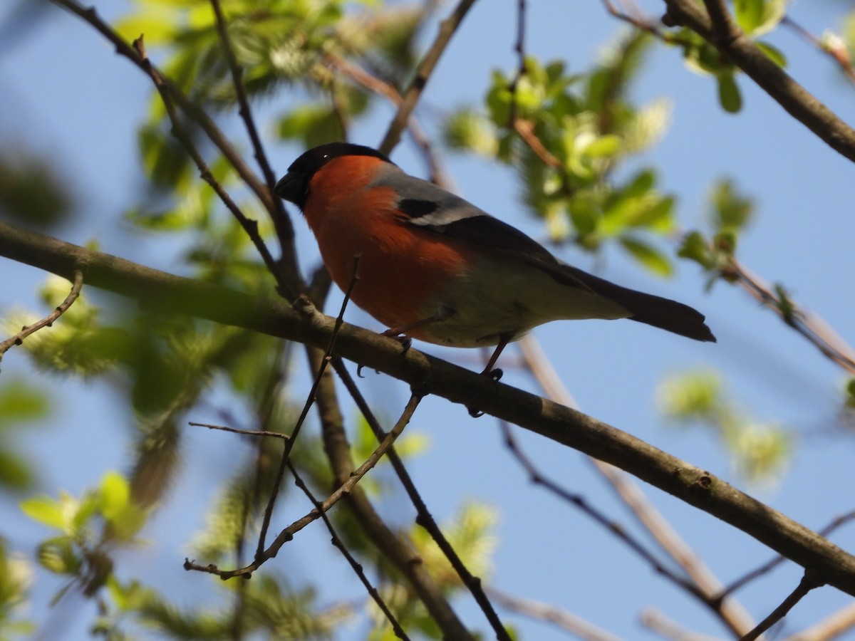 Eurasian Bullfinch - Ricardo Bispo