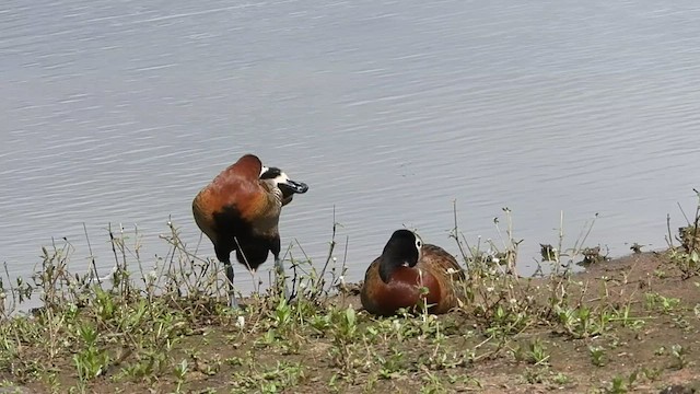 White-faced Whistling-Duck - ML548597751