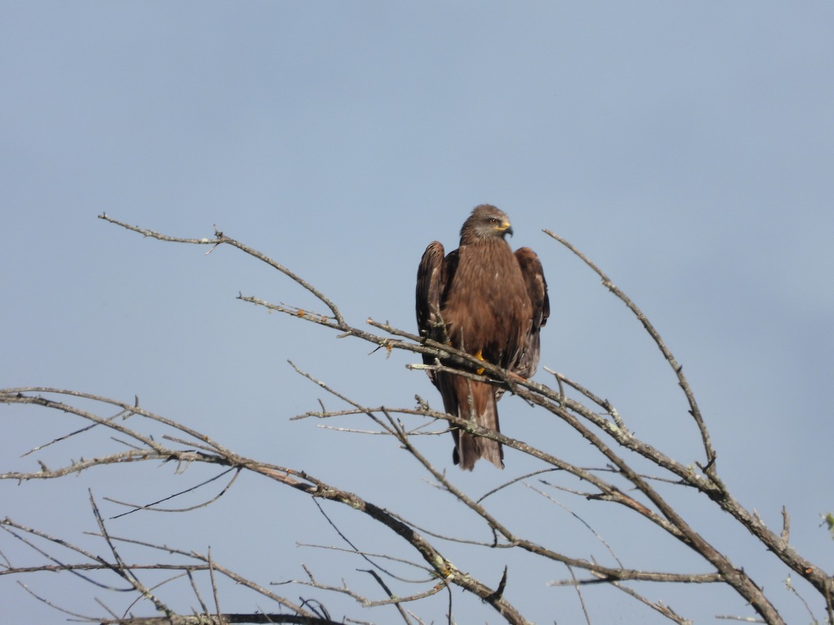 Black Kite - ML548598081