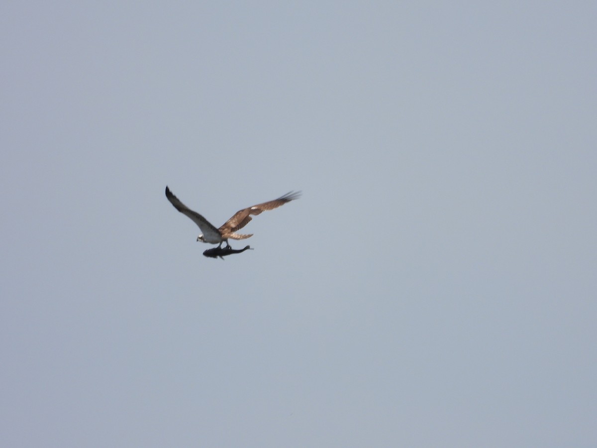 Águila Pescadora - ML548598201