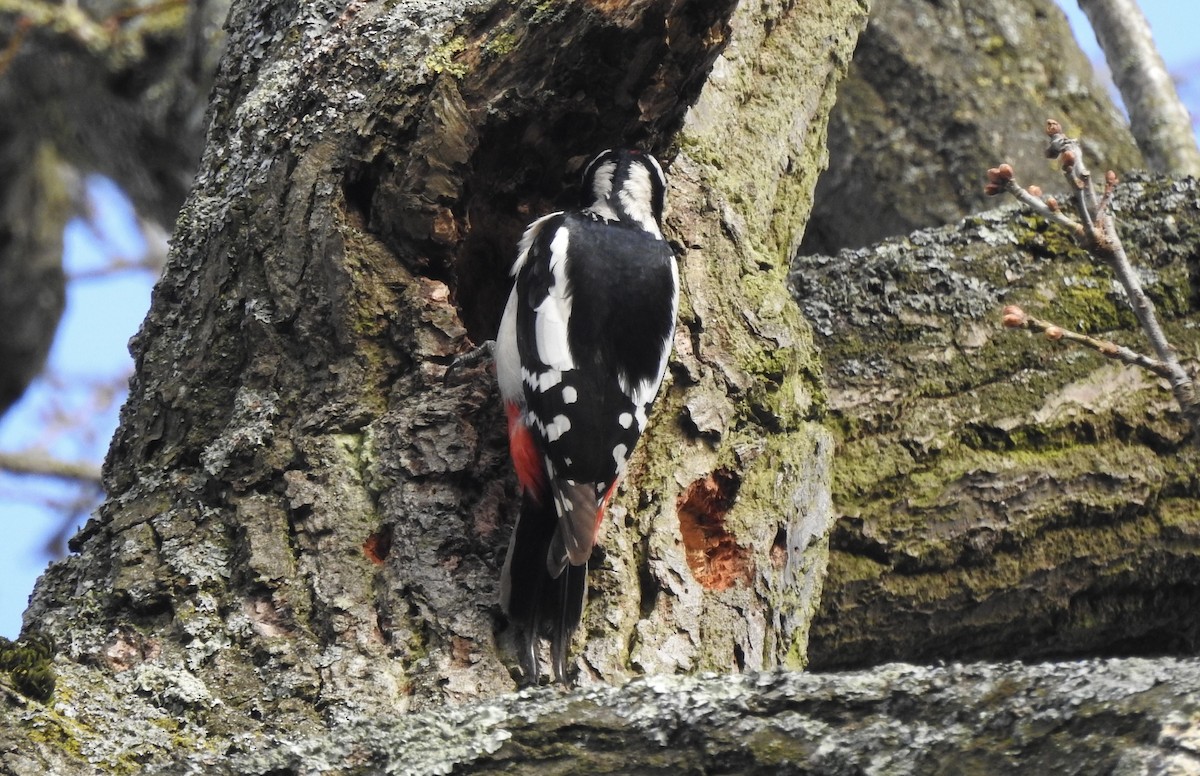 Great Spotted Woodpecker - ML548598671