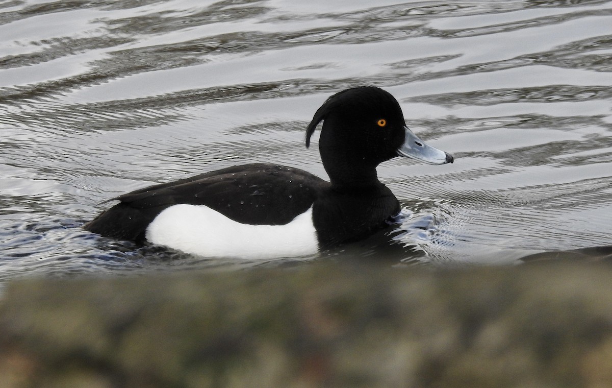 Tufted Duck - ML548598791