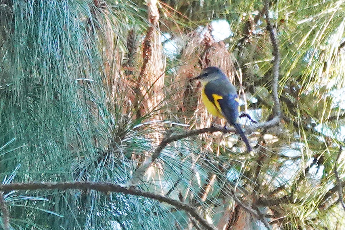 Short-billed Minivet - Ronith Urs