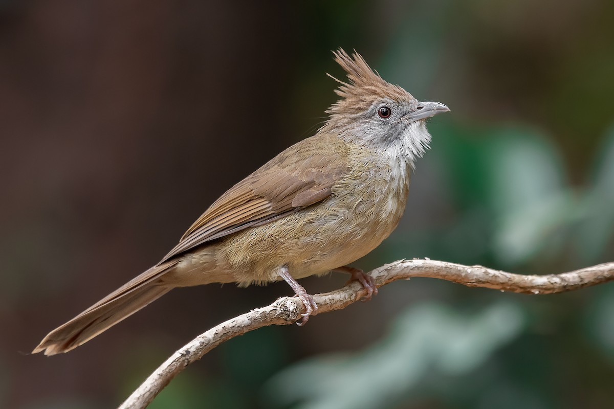 Puff-throated Bulbul - Natthaphat Chotjuckdikul
