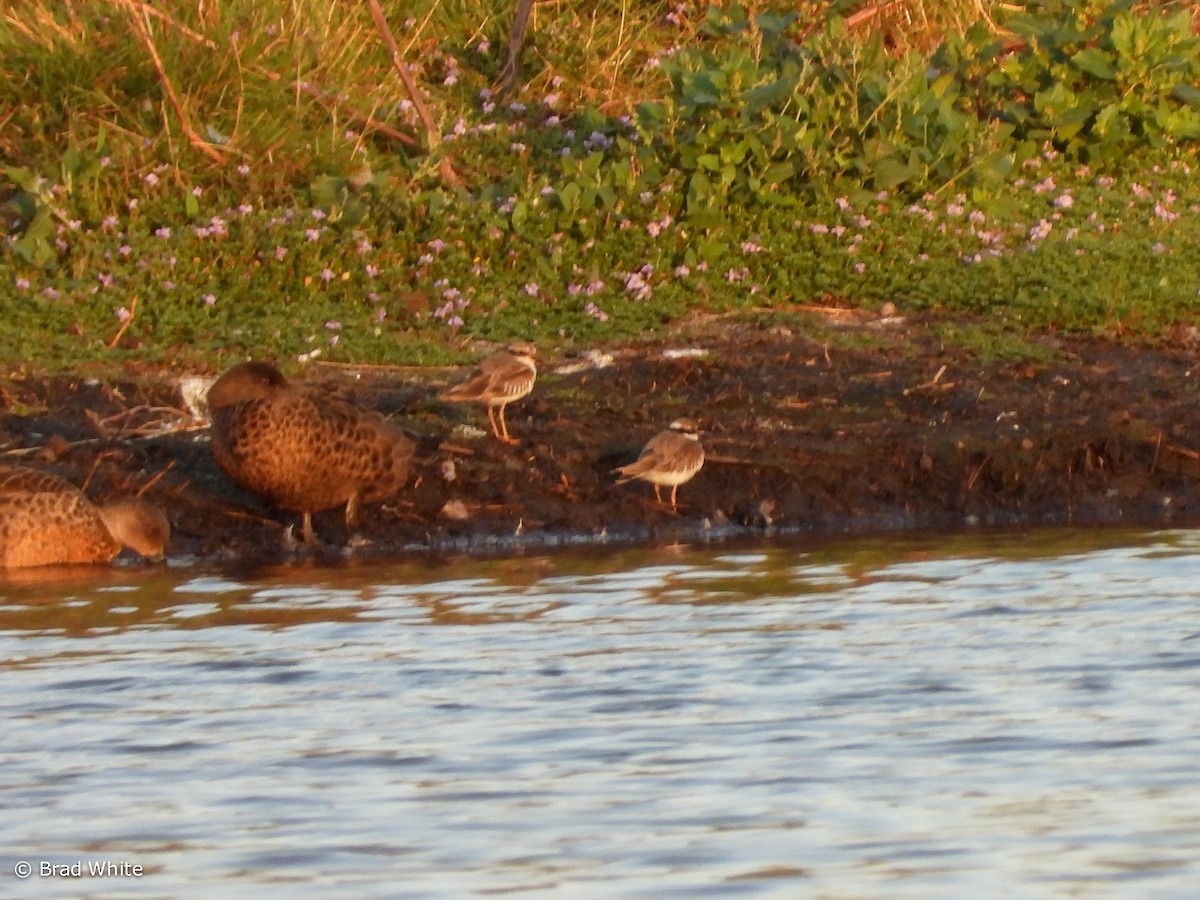 Black-fronted Dotterel - ML548599351