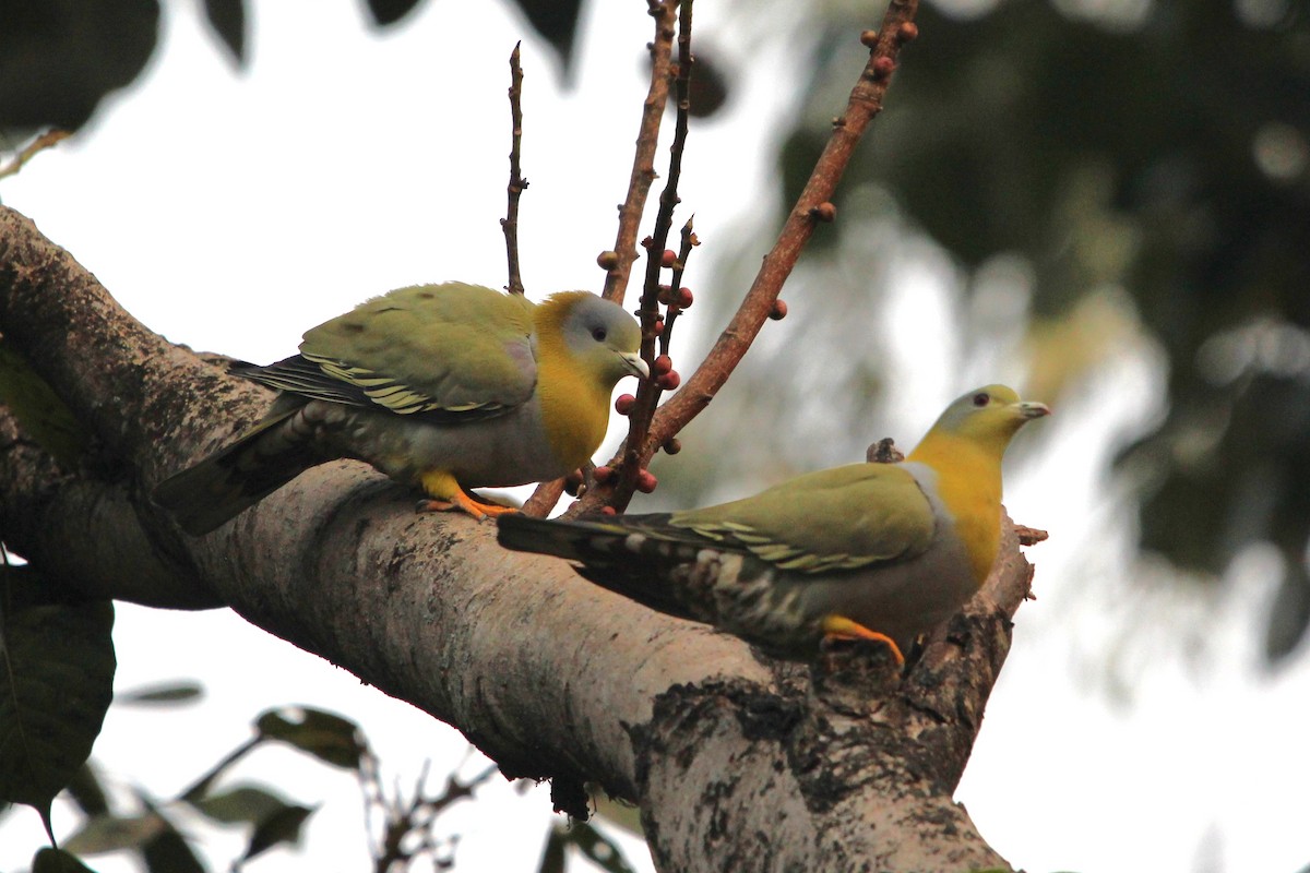 Yellow-footed Green-Pigeon - ML548599361