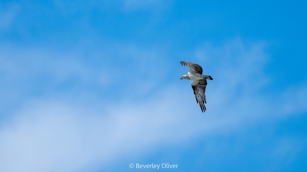 Osprey - Beverley Oliver