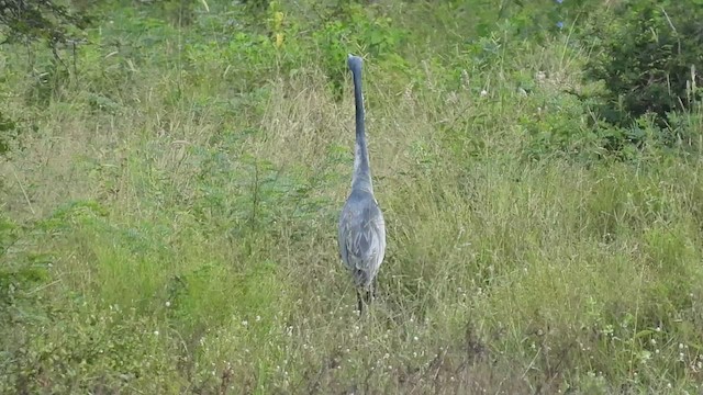 Black-headed Heron - ML548599921