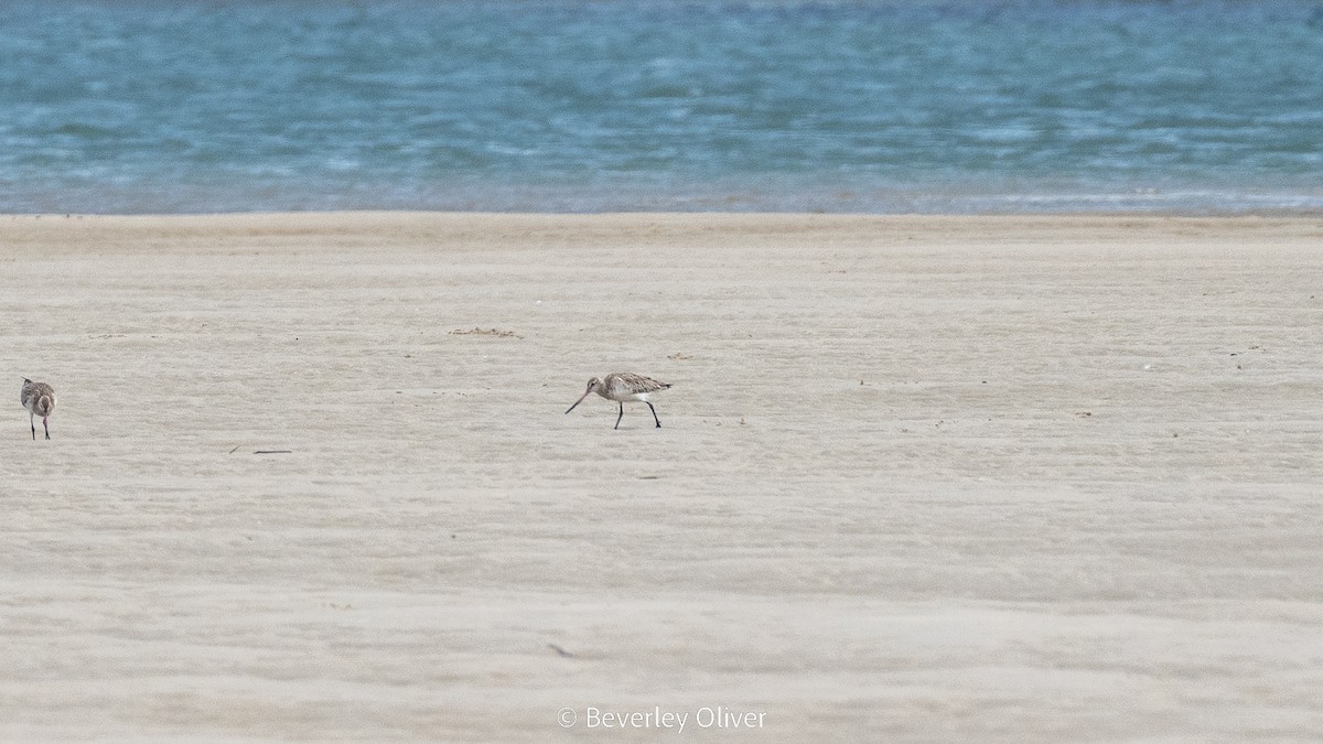 Bar-tailed Godwit - ML548600041