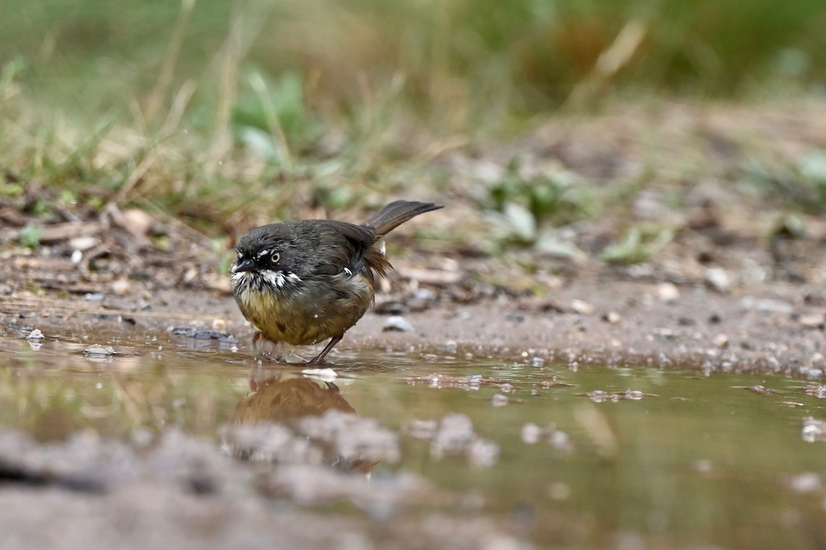 White-browed Scrubwren - ML548600051