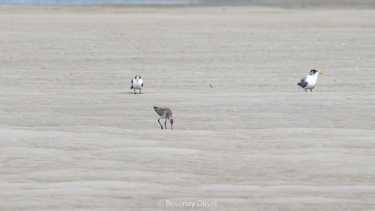 Bar-tailed Godwit - ML548600071