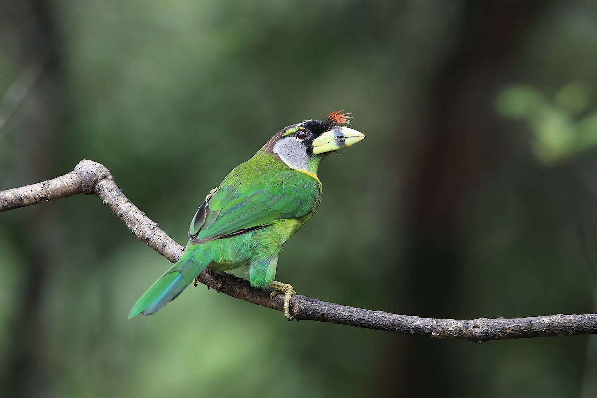 barbet pruhozobý - ML548600261