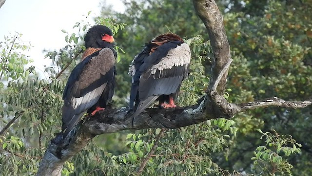 Bateleur - ML548601441