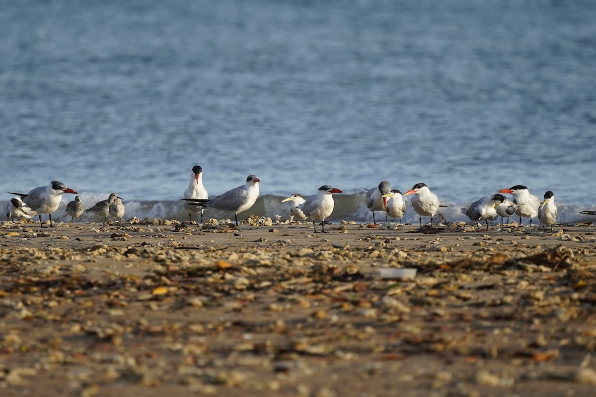 Caspian Tern - ML548601851