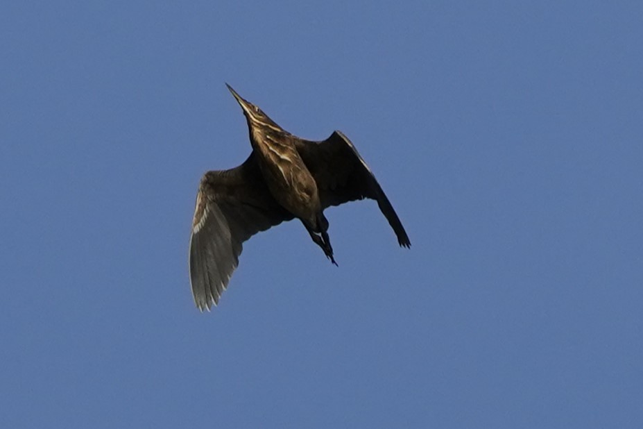 黃頸黑鷺 - ML548601901